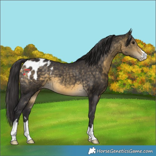 Horse Color:Buckskin Skewed Appaloosa