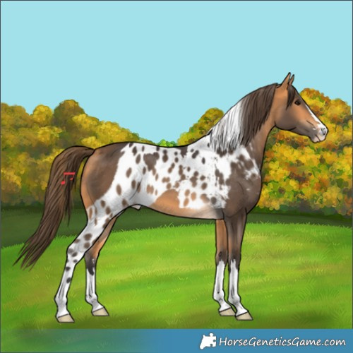 Horse Color:Buckskin Skewed LP Spotted 
