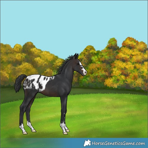 Horse Color:Brown Skewed Appaloosa 