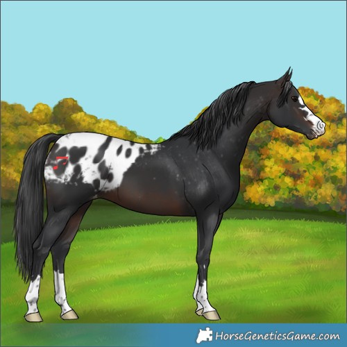 Horse Color:Brown Skewed Appaloosa 