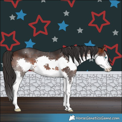 Horse Color:Brown Splash 