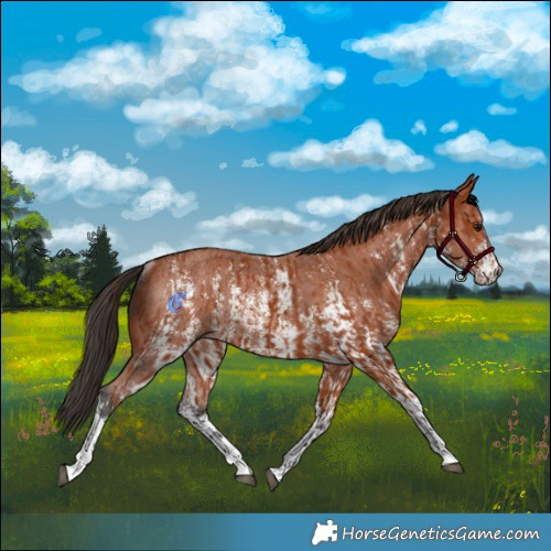 Horse Color:Bay Sabino Rabicano and Bay Sabino Rabicano