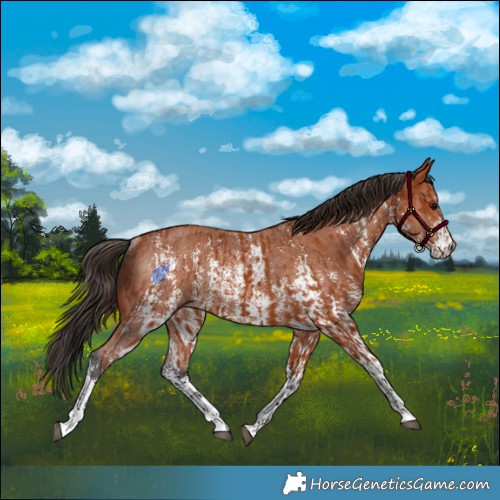 Horse Color:Bay Sabino Rabicano  and Bay Sabino Rabicano 