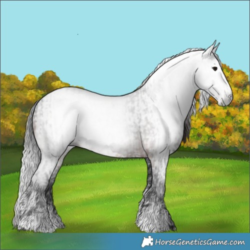 Horse Color:Gray Brown Sabino Rabicano  and Gray Brown Sabino Rabicano 