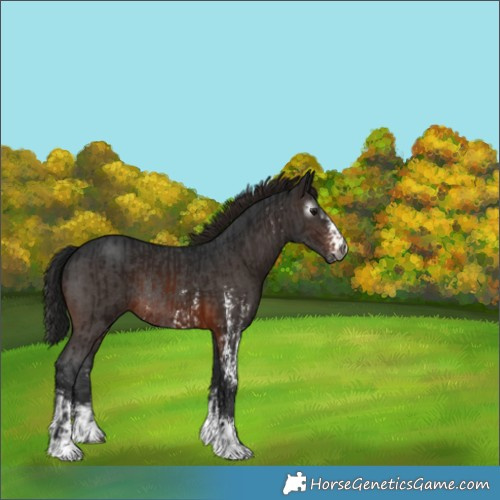 Horse Color:Gray Brown Sabino Rabicano  and Gray Brown Sabino Rabicano 