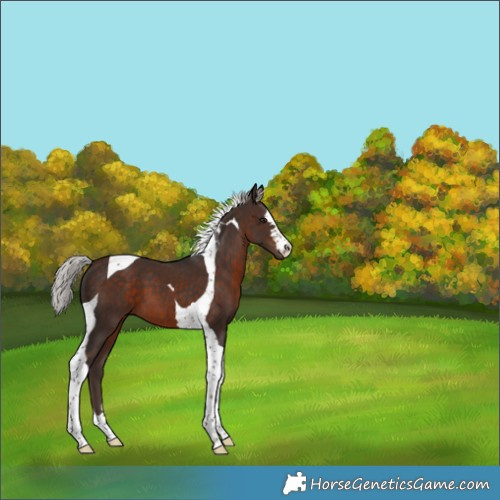 Horse Color:Silver Brown Tobiano 