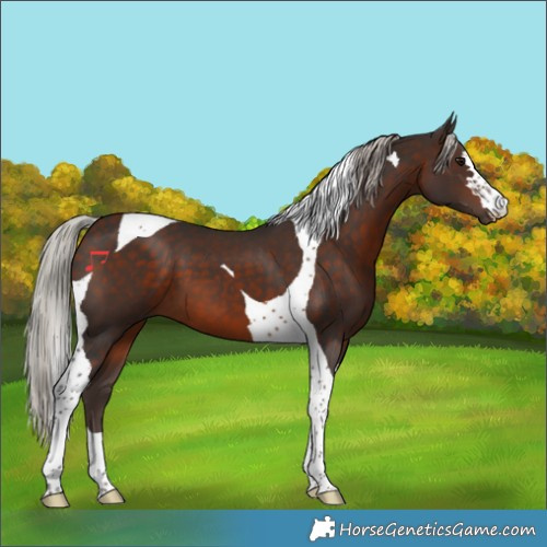 Horse Color:Silver Brown Tobiano 
