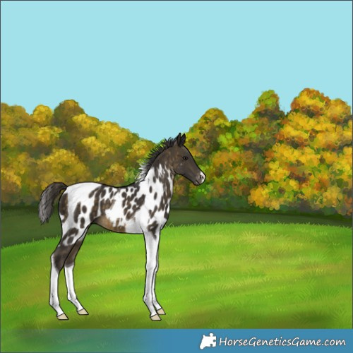 Horse Color:Buckskin Tobiano Skewed Appaloosa 