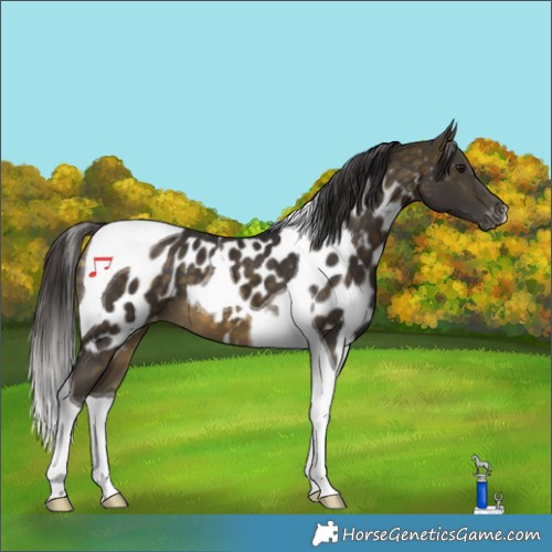 Horse Color:Buckskin Tobiano Skewed Appaloosa