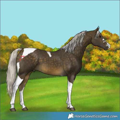 Horse Color:Silver Buckskin Tobiano 