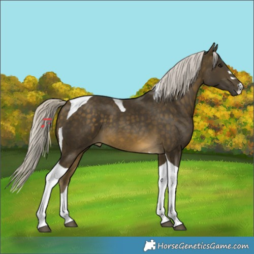 Horse Color:Silver Buckskin Tobiano 