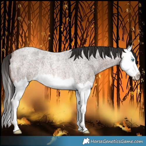 Horse Color:Brown Roan Splash Rabicano 