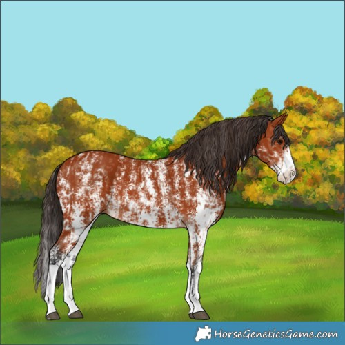 Horse Color:Bay Sabino Rabicano  and Bay Sabino Splash Rabicano 