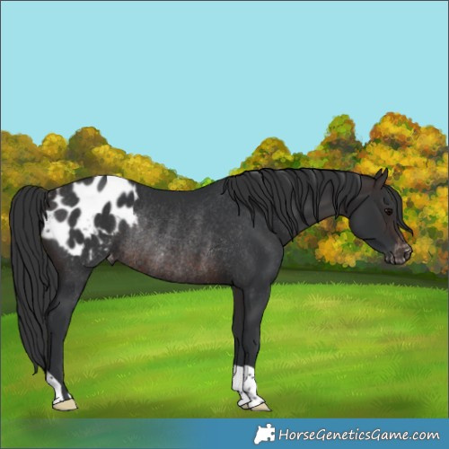 Horse Color:Brown Blanket Rabicano 