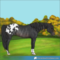 Horse Color:Brown Blanket Rabicano 