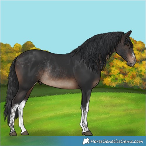 Horse Color:White Spotted Brown Rabicano