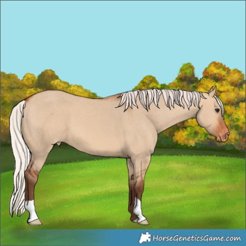 Horse Color:Silver Bay Dun Varnish 
