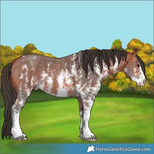 Horse Color:Bay Sabino 
