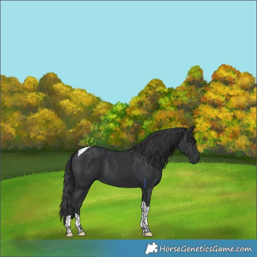 Horse Color:Black Tobiano 
