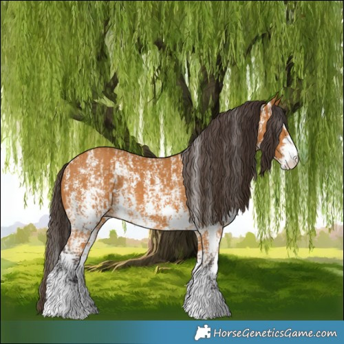 Horse Color:Buckskin Sabino Rabicano  and Buckskin Sabino Rabicano 