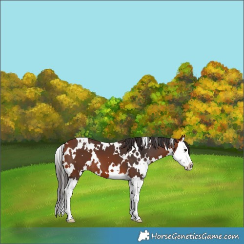Horse Color:White Spotted Bay Splash 