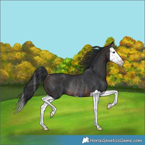 Horse Color:Brown Splash Rabicano 
