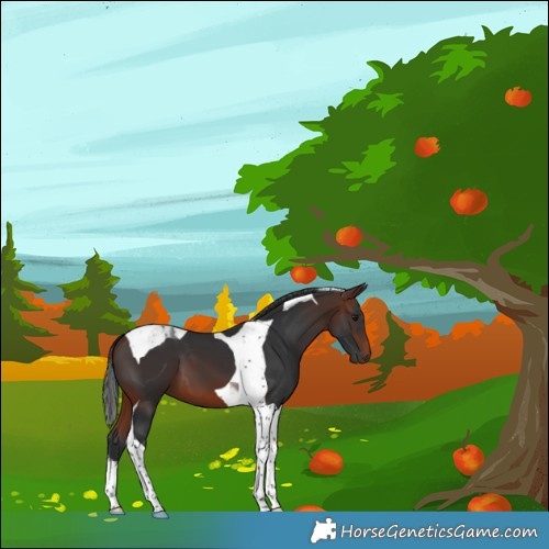 Horse Color:Brown Tobiano 