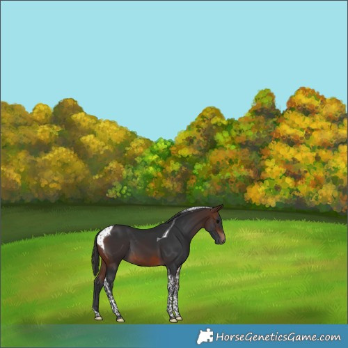 Horse Color:Brown Tobiano 