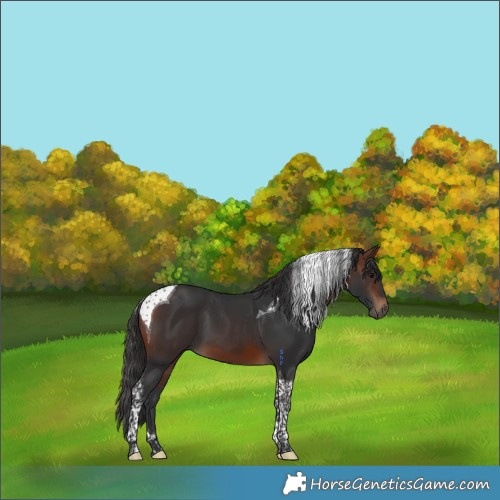 Horse Color:Brown Tobiano 