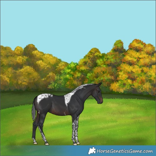 Horse Color:Brown Tobiano 
