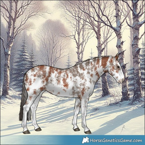 Horse Color:Bay Sabino Rabicano  and Silver Brown Dun Sabino Rabicano 