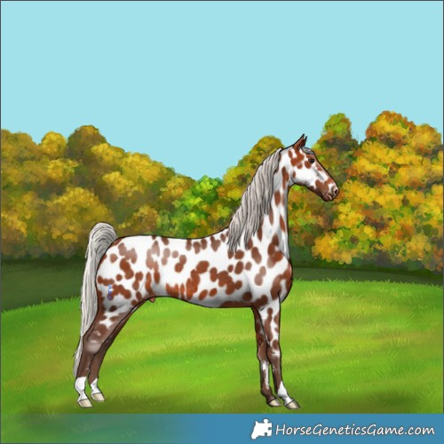 Horse Color:Silver Brown Appaloosa Rabicano 