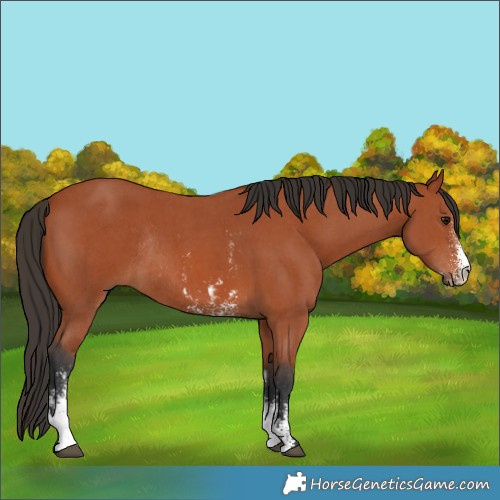 Horse Color:Bay Sabino Rabicano  and Bay Sabino Rabicano 