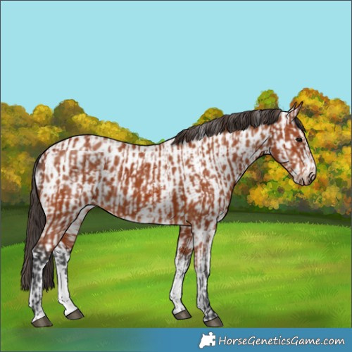 Horse Color:Bay Sabino Rabicano and Bay Sabino Near Leopard Rabicano