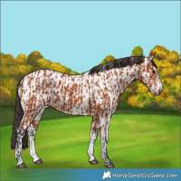 Horse Color:Bay Sabino Rabicano  and Bay Sabino Appaloosa Rabicano 