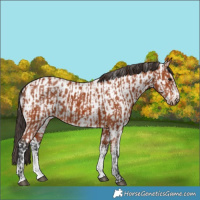 Horse Color:Bay Sabino Rabicano  and Bay Sabino Appaloosa Rabicano 