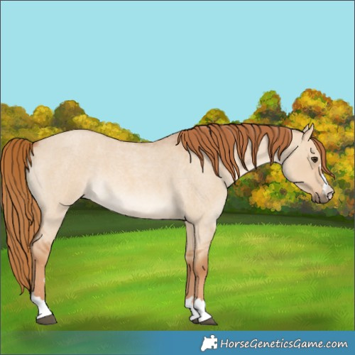 Horse Color:Red Dun Roan 