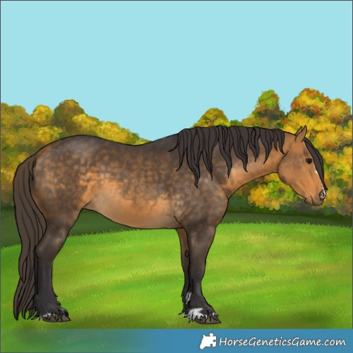 Horse Color:Buckskin