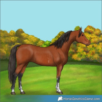 Horse Color:Bay Sabino Rabicano  and Bay Sabino Rabicano 