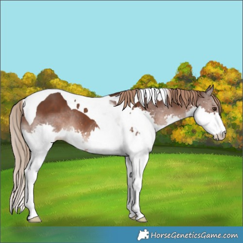 Horse Color:Liver Chestnut Splash Tobiano 