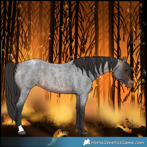 Horse Color:Brown Roan Varnish 