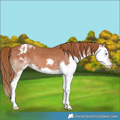 Horse Color:Chestnut Splash Appaloosa 