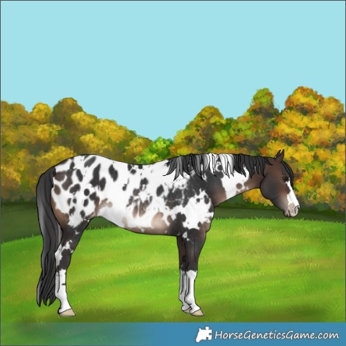 Horse Color:White Spotted Brown Appaloosa Rabicano 
