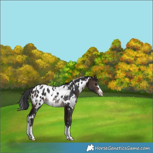 Horse Color:White Spotted Brown Appaloosa Rabicano 