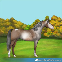 Horse Color:Gray Amber Champagne Tobiano