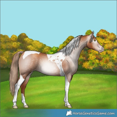 Horse Color:Gray Gold Champagne Tobiano 