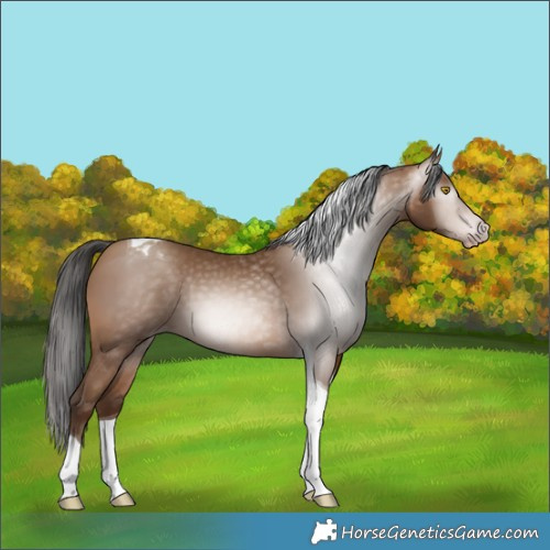Horse Color:Gray Amber Champagne Tobiano 