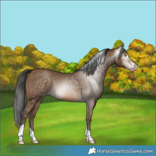 Horse Color:Gray Amber Champagne Tobiano 