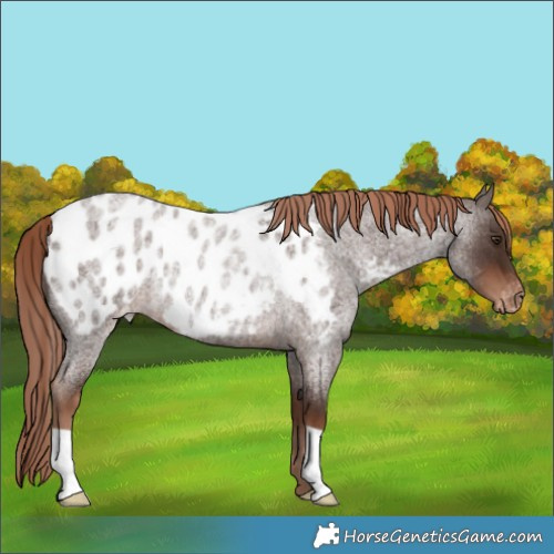 Horse Color:Liver Red Roan Near Leopard Rabicano 