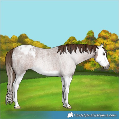 Horse Color:Gray Red Roan Splash Blanket 
